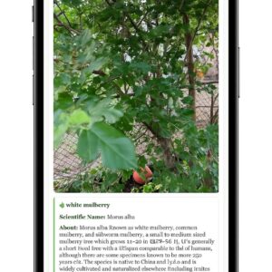 Plant Remedy App - Monthly